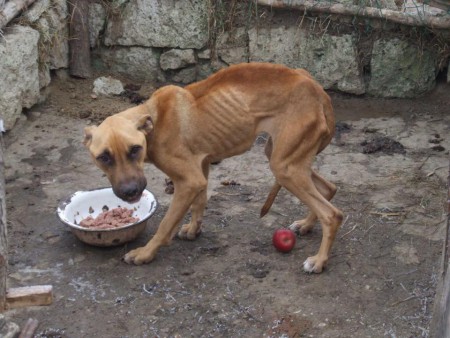 Wippyt igy találtuk..egyből kapott ételt!